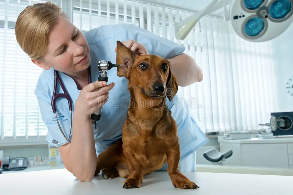 Veterinaria revisando la oreja de un perro