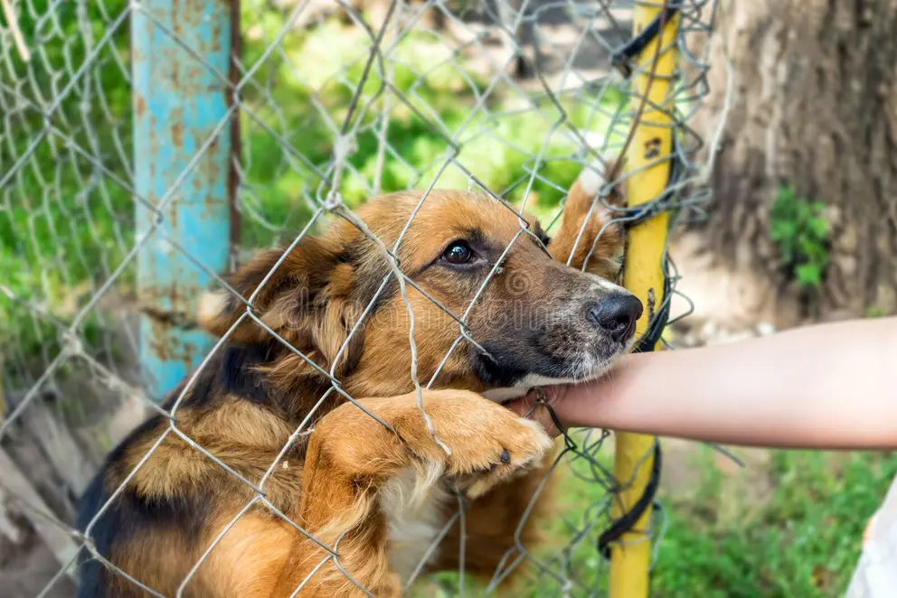 Perro en un refugio